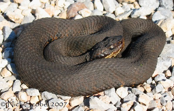 Water Moccasin