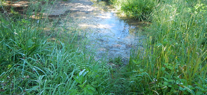 Wetland.  Area that is frequently covered in shallow water.  