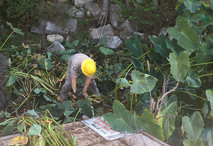 Texas Conservation Corps crew members removing a 1,200 square foot patch of six-foot tall elephant ear.