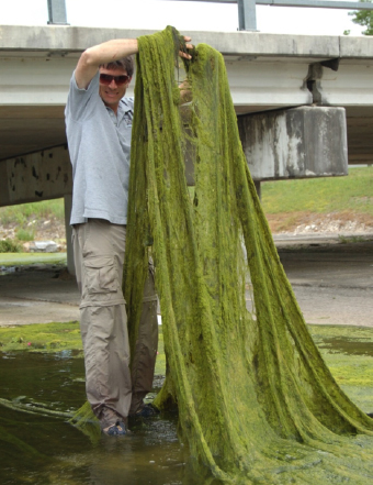 A man holding Cladophora. 