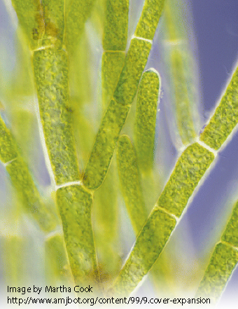 A close up of Cladophora.  Image by Martha Cook.