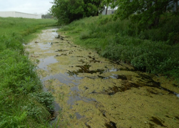 A stream with several patches of Cladophora on the surface.