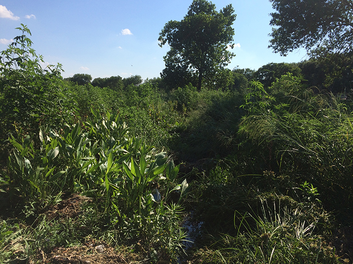 Oak Springs Tributary.