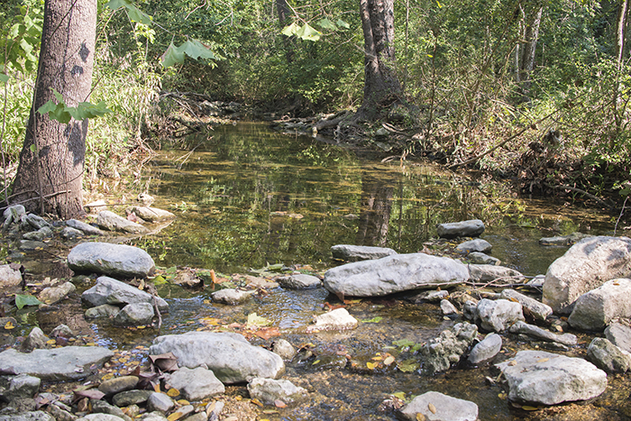 Bull Creek