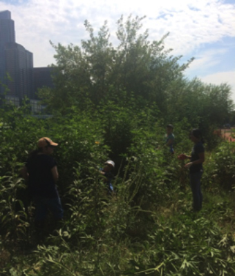 A growing riparian.