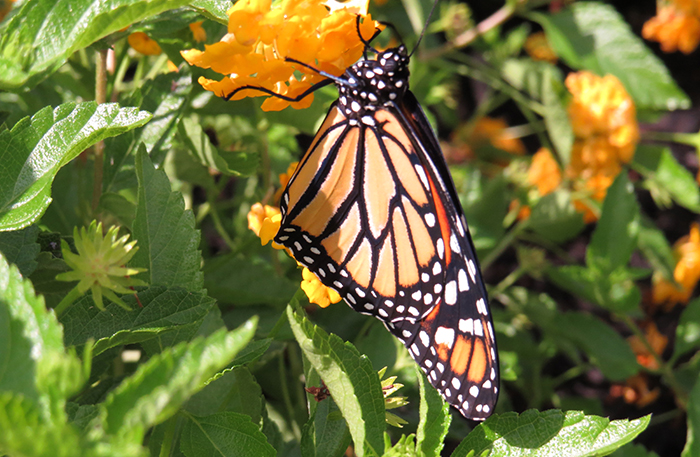 Monarch butterfly on native lantana, a perfect rain garden pair.