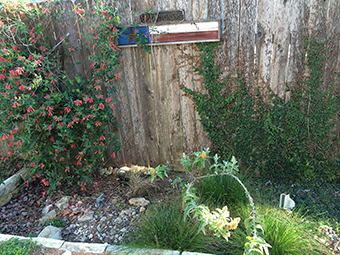 WPD staff home raingarden installed in 2012 and flourishing 3 years later.