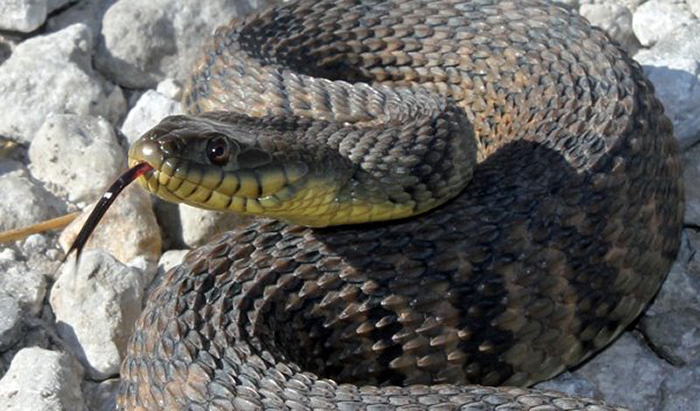 Diamond Back Water snake.