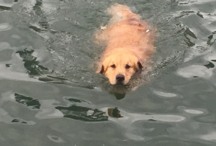 A dog swimmin in Lady Bird lake.