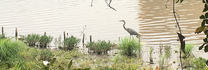 An Egret.