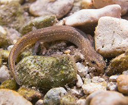 Jollyville Plateau Salamander
