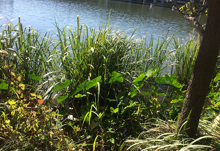 Giant cutgrass.