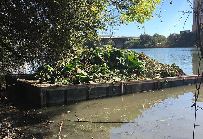 Texas Conservation Corps crew members removing a 1,200 square foot patch of six-foot tall elephant ear.