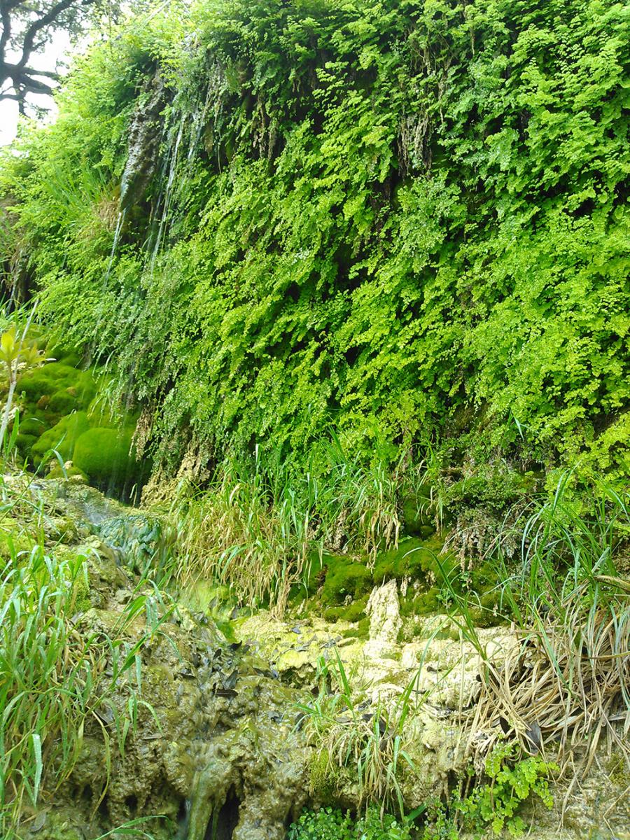 Maidenhair ferns are indicators of springs.