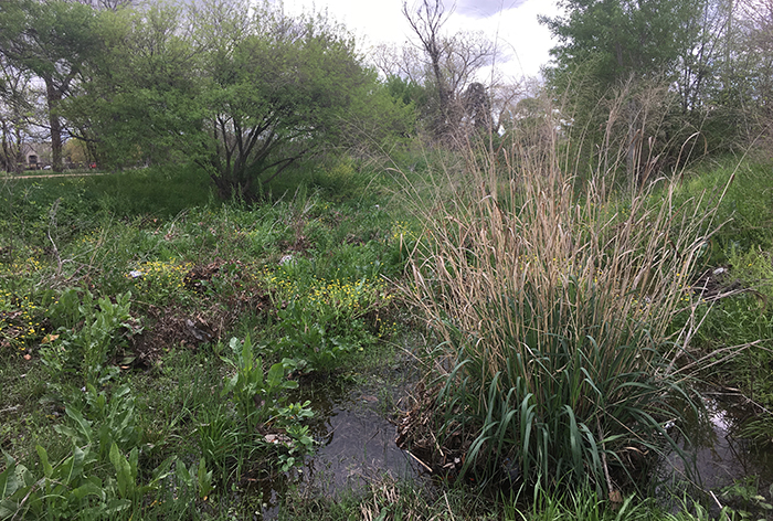 Plants growing in Mearns Meadow.