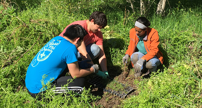 Volunteers planting new plants in Mearns Meadow.