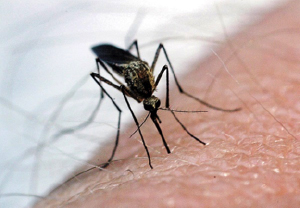 A close up of a mosquito biting a human.