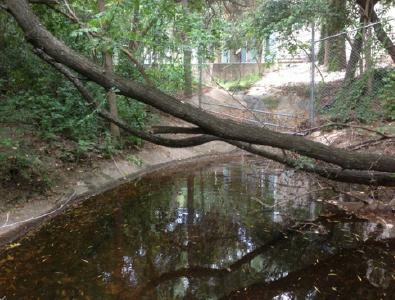 This pool in a creek didn’t have any mosquitos, probably because of the fish and dragonflies.
