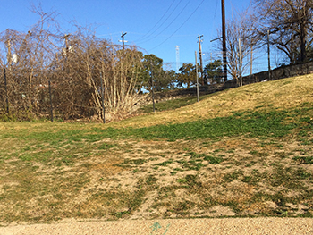 The northern lawn of Barton Springs Pool prior to the stream restoration 