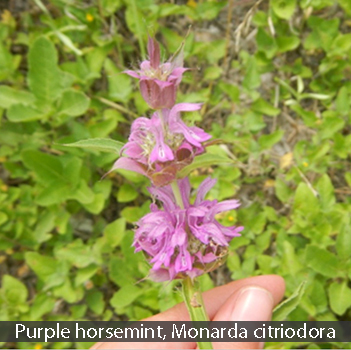 Purple horsemint, Monarda citriodora 