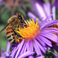 A bee pollinating a flower.