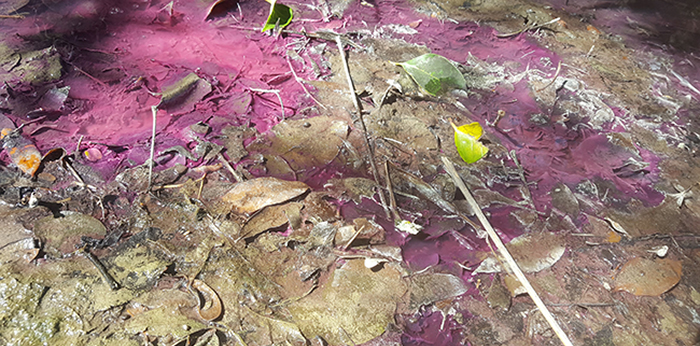 purple sulfur bacteria