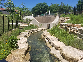 The northern lawn of Barton Springs Pool prior to the stream restoration 