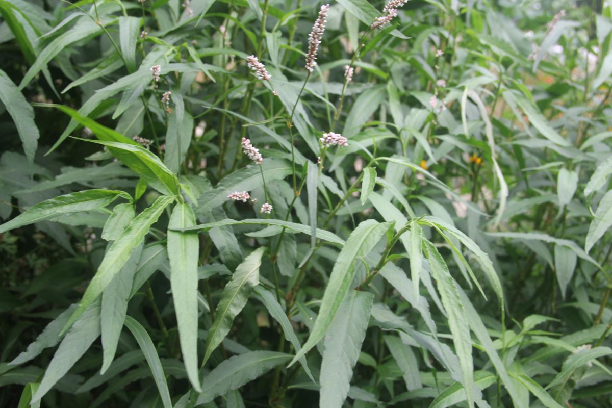 Figure 4.  Wetland plants like this native smartweed thrive in moist areas created by swales.