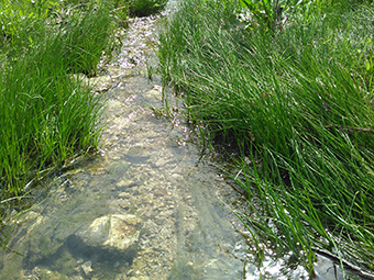 Lands transitional between terrestrial and aquatic systems where the water table is at or near the land surface.  