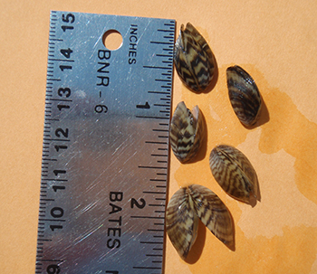 Zebra Mussels