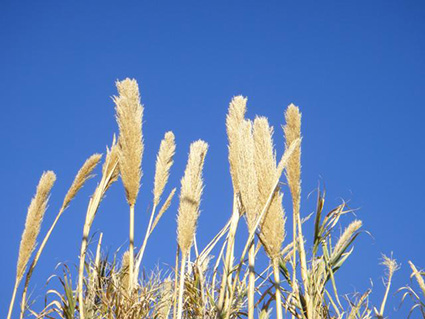 Arundo donax