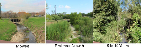 Side by side comparison of mowed, first year growth and 5 to 10 year growth.