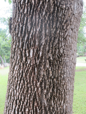 Photo of an ash trunk showing diamond shapes in the bark pattern