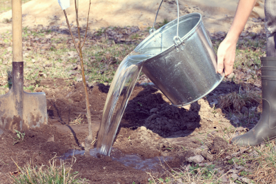 photo of a person pouring a bucket of water ono a tree's root zone
