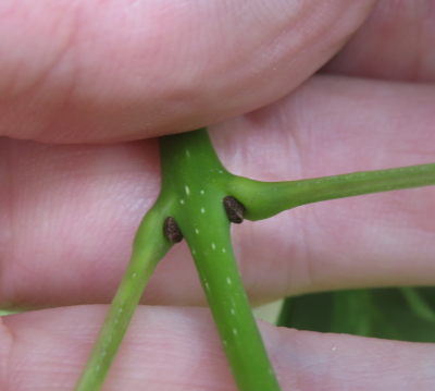 Photo of an ash twig with two buds and leaf stalks (petioles) visible.