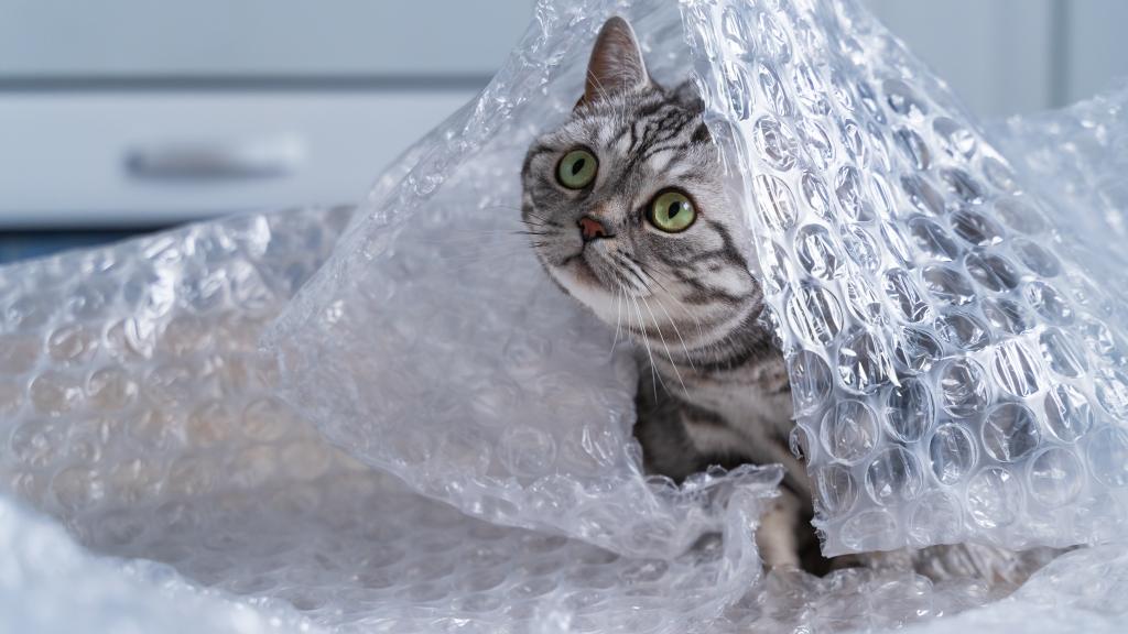 "Cat sits in a pile of bubble wrap"