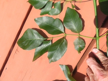 Photo of an ash twig showing a compound leaf with a bud at the base.