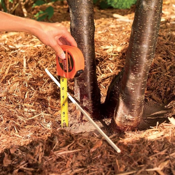 Photo of a tree surrounded by mulch with tape measure to demonstrate how to measure mulch depth.