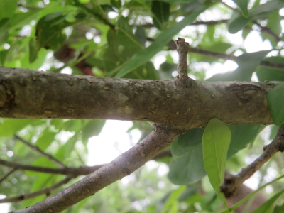 Photo of an ash branch showing two twigs growing from the same point but one is dead