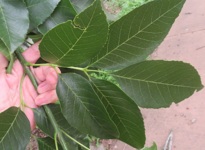 Photo of an ash twig showing two leaves growing from opposite sides  of the same point