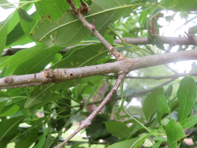 Photo of an ash branch showing two twigs growing from the same point. twig