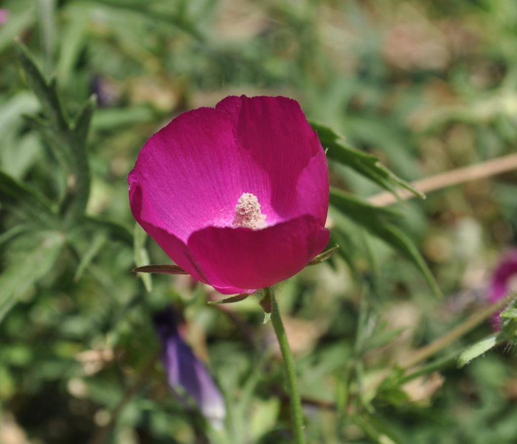 Purple-pink flower on green plant