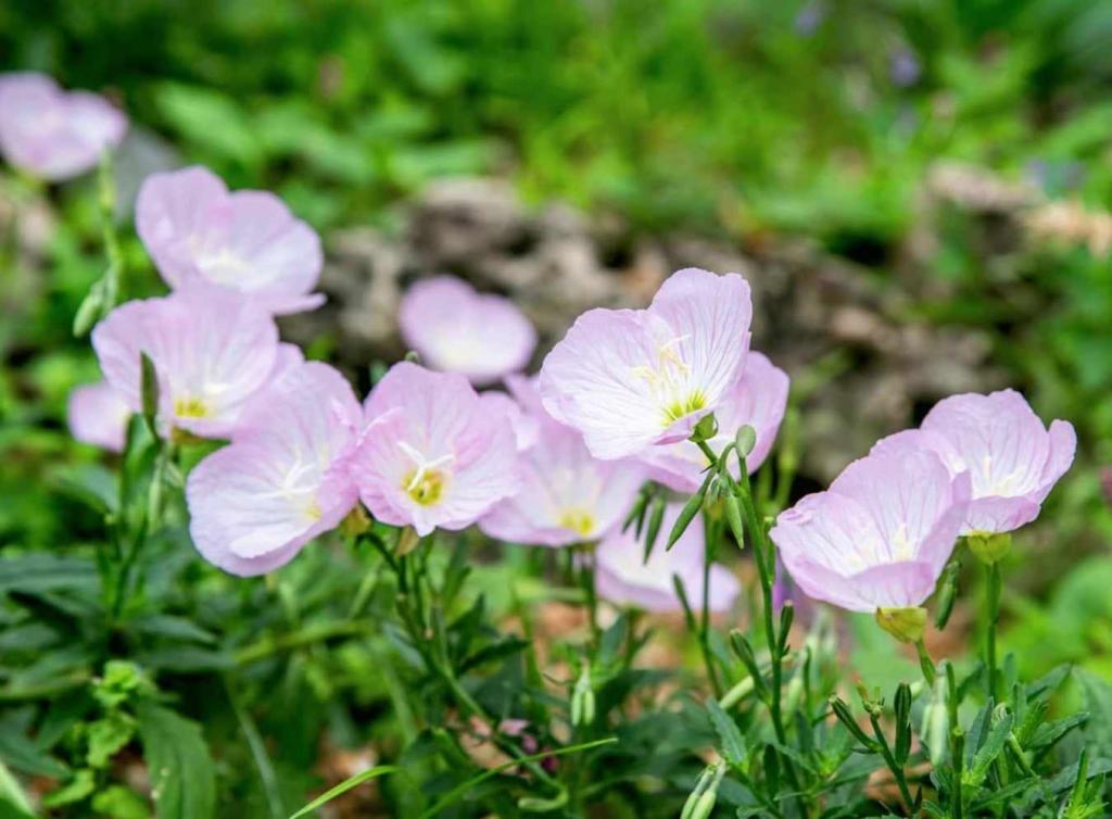 pink flowers with white and yellow center