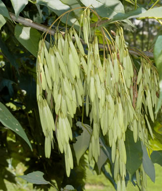 Photo of an ash twig showing a large cluster of seed pods (samaras)