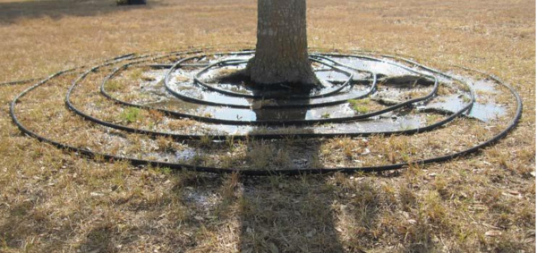 Tree trunk surrounded by rings of soaker hose 