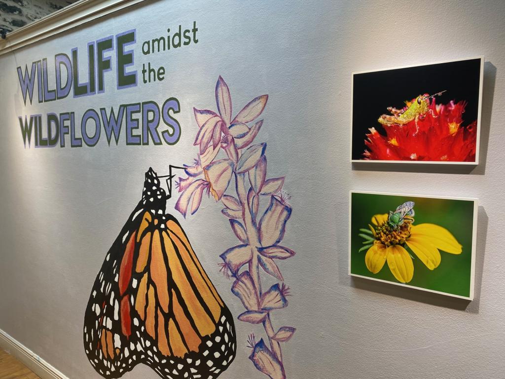 butterfly painting