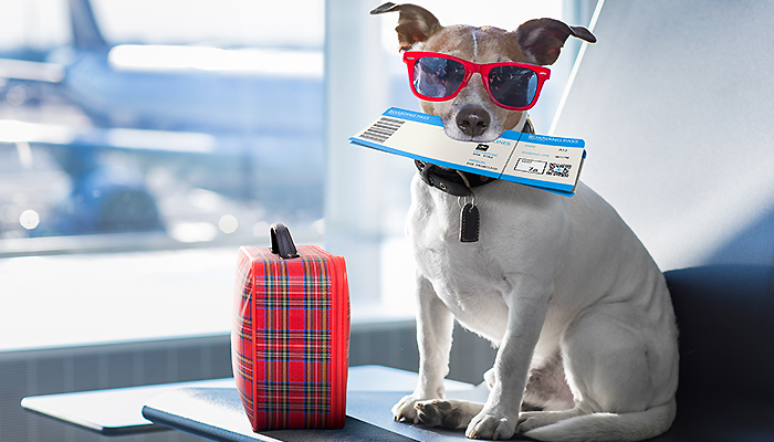 photo for landing page travel with pets