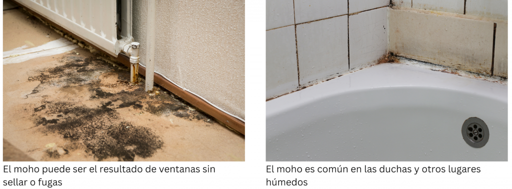 Dos fotos de moho, una en un piso debajo de un radiador y la otra en una ducha. El pie de foto dice El moho puede ser el resultado de ventanas sin sellar o fugas, El moho es común en las duchas y otros lugares húmedos