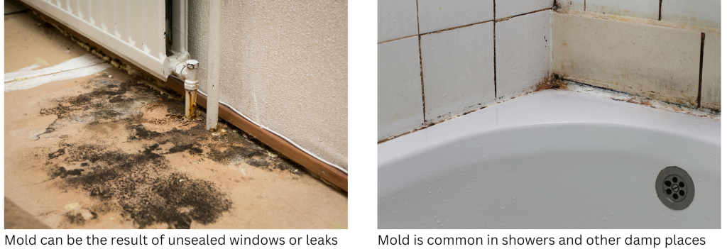 two photos of mold, one on a floor below a radiator and one in a shower. Caption reads Mold can be the result of unsealed windows or leaks, Mold is common in showers and other damp places