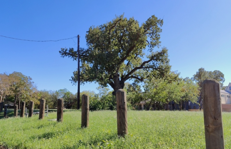 A tree is centered in a field of grass behind wooden bollards bordering College Row Pocket Park